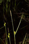 Sulphur sedge